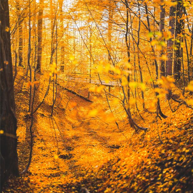 autumn forest trees 5k iPad wallpaper 