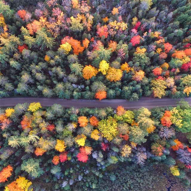 autumn path of forest drone view iPad Pro wallpaper 