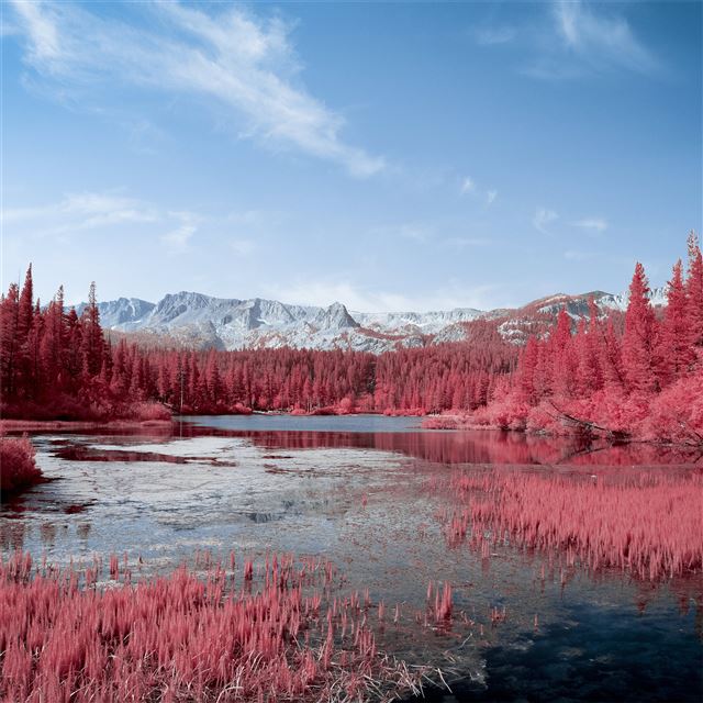 autumn red pink trees lake 5k iPad Pro wallpaper 