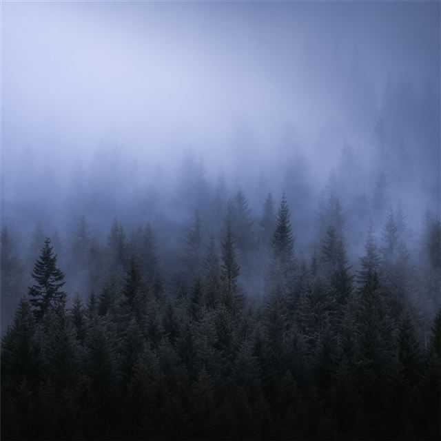 fog dark forest tress landscape 5k iPad Pro wallpaper 