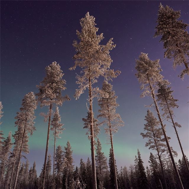 long pine trees winter northern lights iPad Air wallpaper 