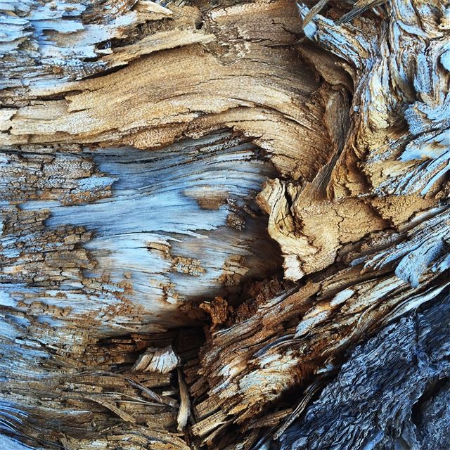 tree bark pattern iPad Air wallpaper 