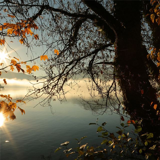 autumn tree lake sunbeams morning 4k iPad Air wallpaper 