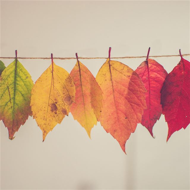 colorful autumn leafs 5k iPad Pro wallpaper 