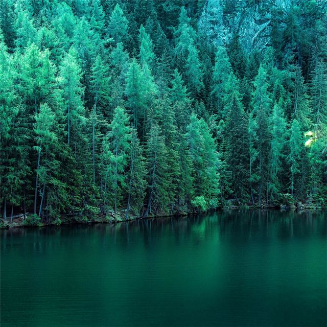 pine trees along lake 5k iPad Pro wallpaper 