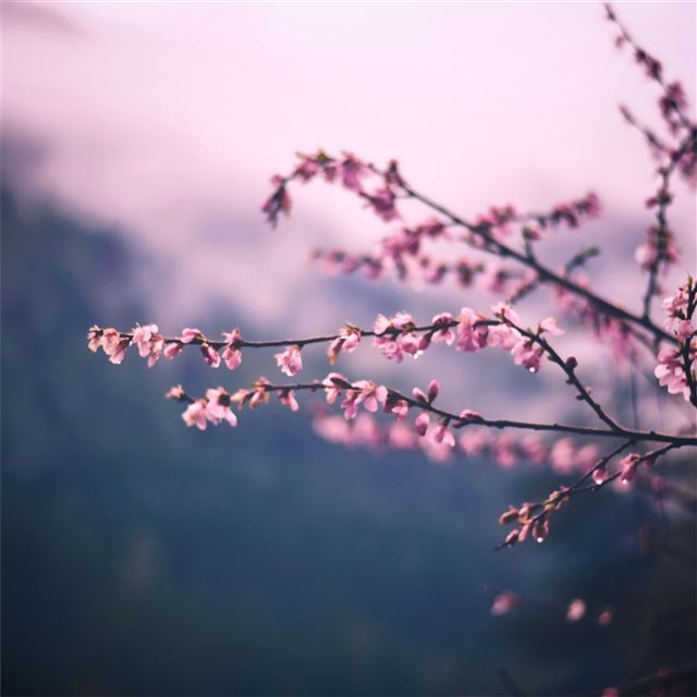 pink blossom tree branch spring 5k iPad wallpaper 