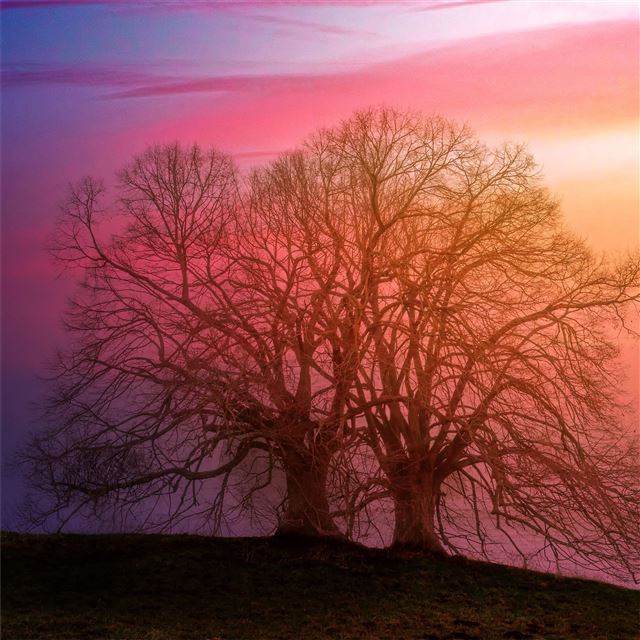 tree sunset dawn 5k iPad Pro wallpaper 