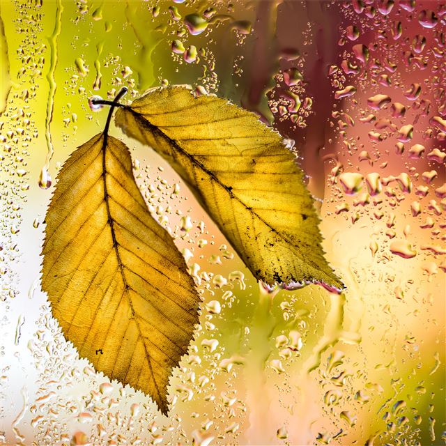 yellow leaves autumn macro 5k iPad Pro wallpaper 