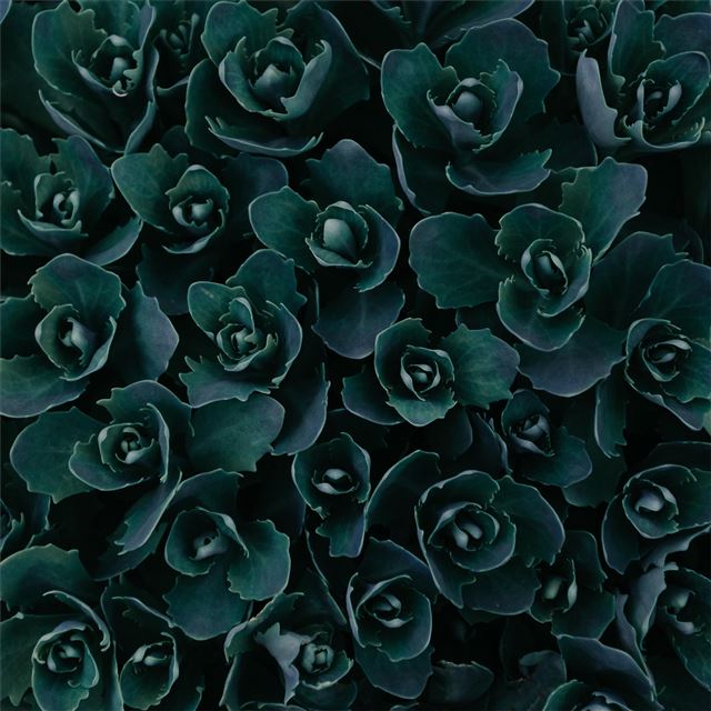 dark green plants abstract 5k iPad Air wallpaper 