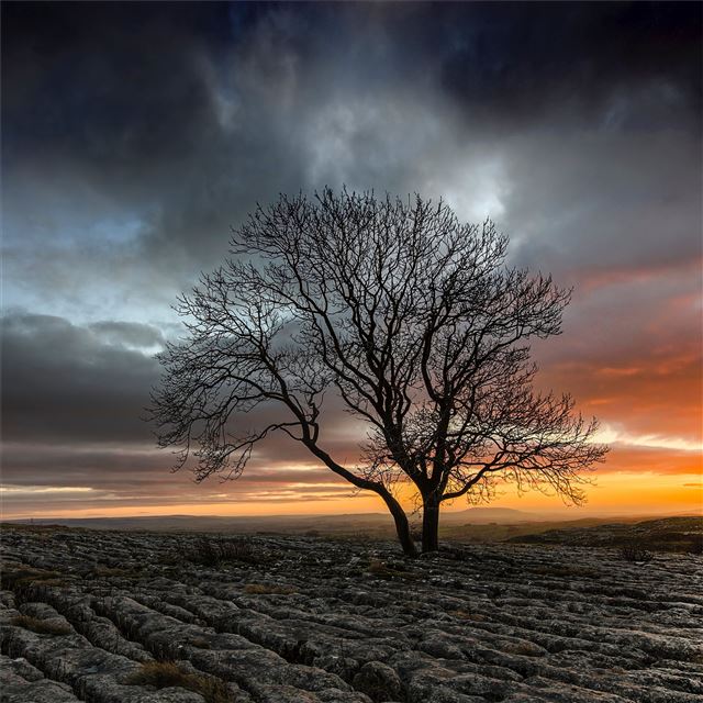 lonely tree in drought field sunset iPad Pro wallpaper 