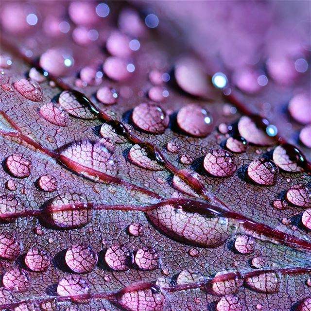 water drops on leaves iPad Pro wallpaper 