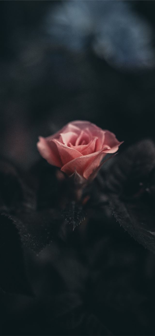 pink rose flower in selective photography iPhone X wallpaper 