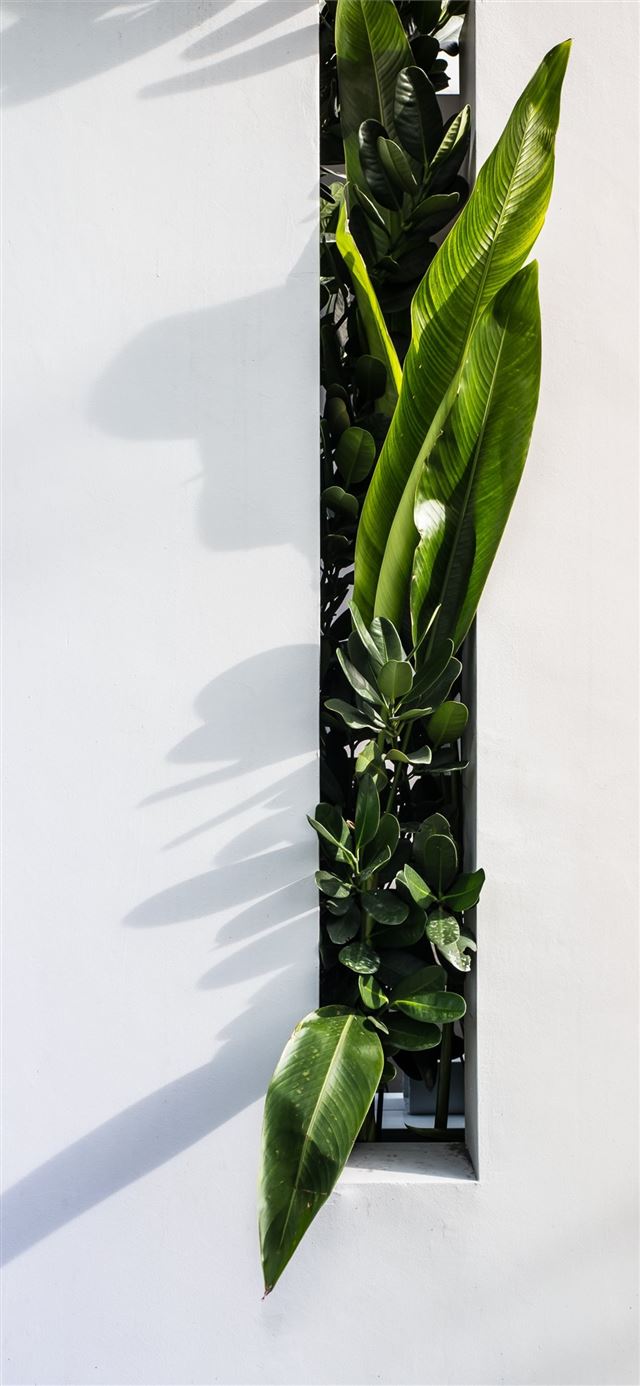 green leaf plant iPhone X wallpaper 