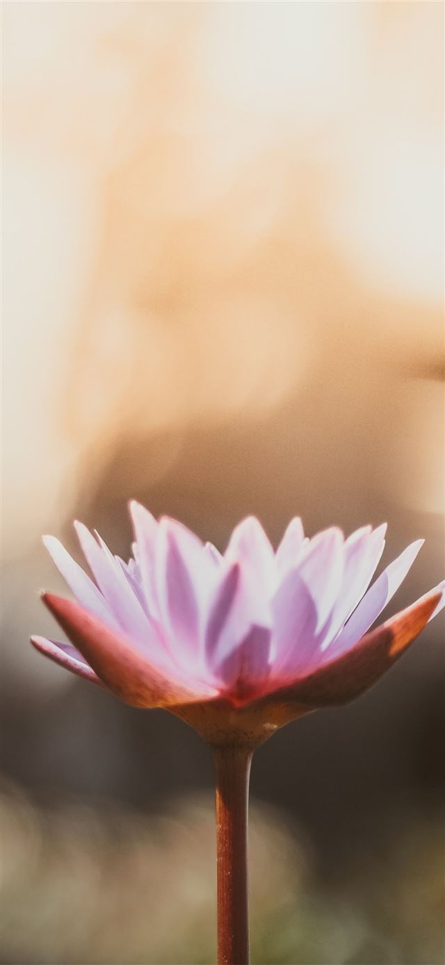 shallow focus photography of purple flower iPhone 11 wallpaper 