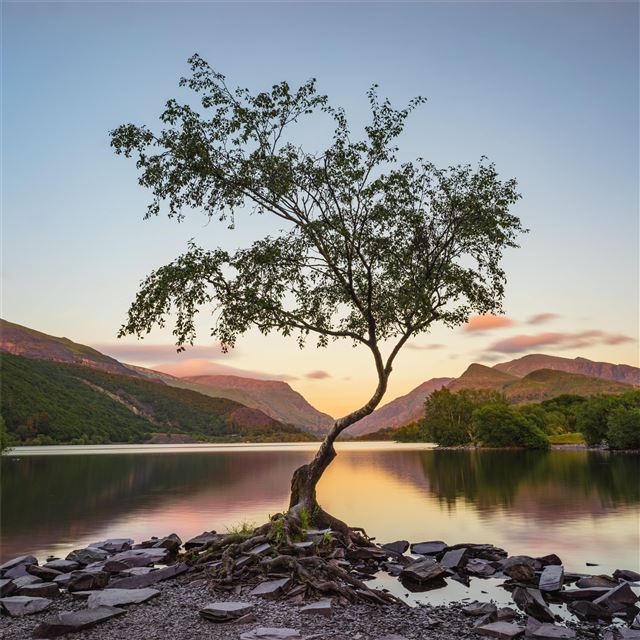 tree near lake during daytime 8k iPad Air wallpaper 