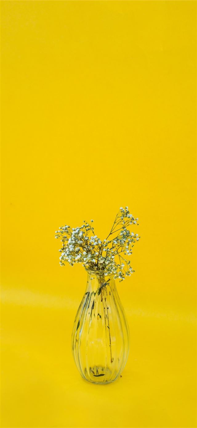 white flowers in clear glass vase iPhone 11 wallpaper 