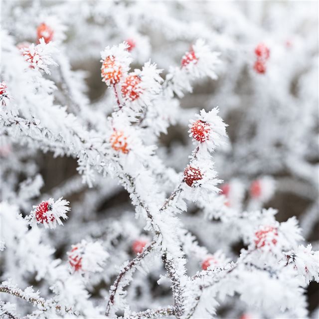 berry branches frost winter 5k iPad Air wallpaper 