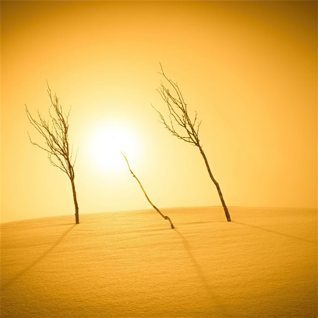 plants sunlight desert 4k iPad Pro wallpaper 