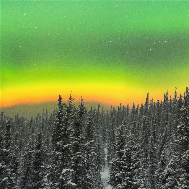 rare orange aurora above a snowy forest 5k iPad wallpaper 