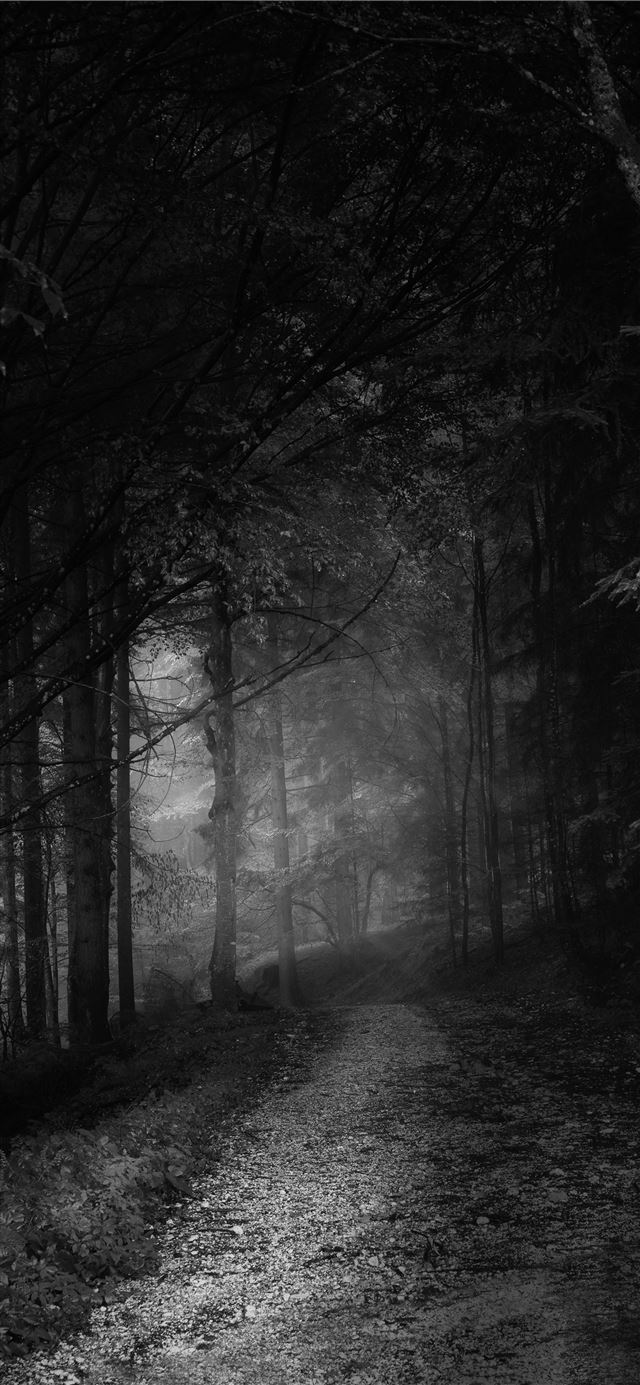 grayscale photo of trees and pathway iPhone 11 wallpaper 
