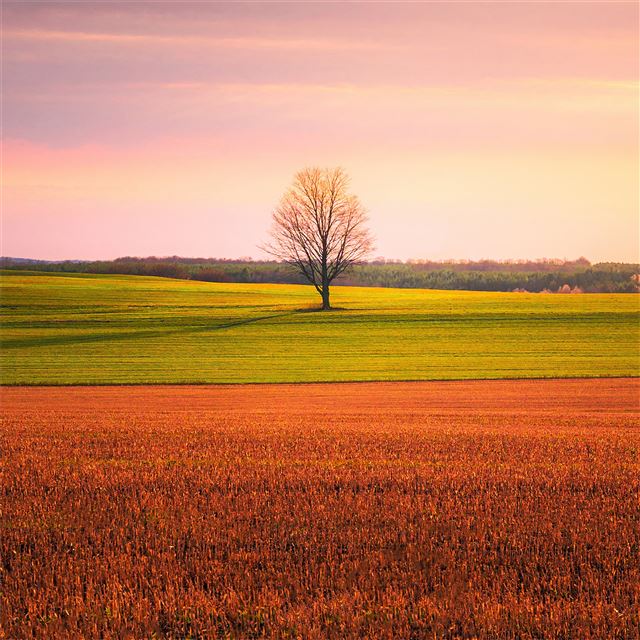 lonely tree in the middle of a crop field 4k iPad wallpaper 