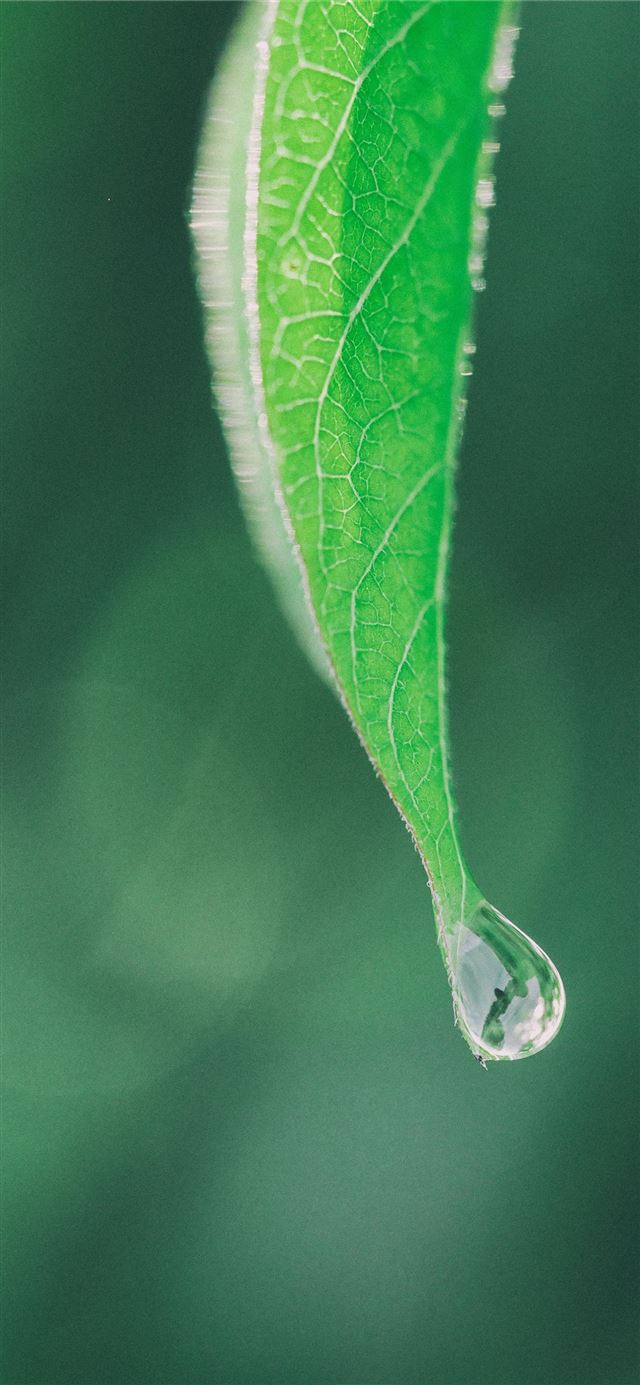 photography of green leaf iPhone 11 wallpaper 