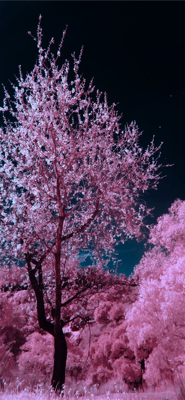 pink and brown cherry blossom tree during nighttim... iPhone 11 wallpaper 