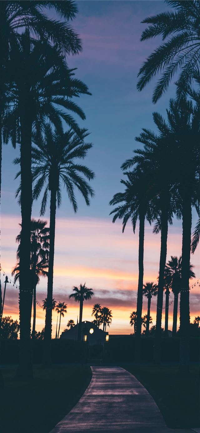 silhouette of houses beside palm trees and pathway iPhone 8 wallpaper 