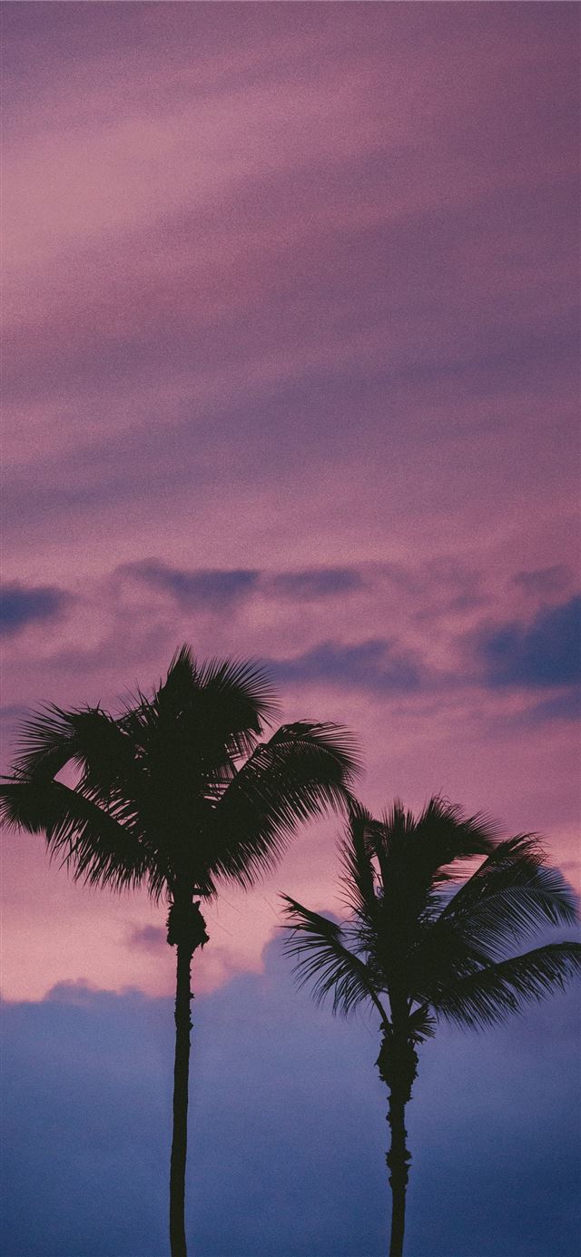 silhouette of tree during sunset iPhone 8 wallpaper 