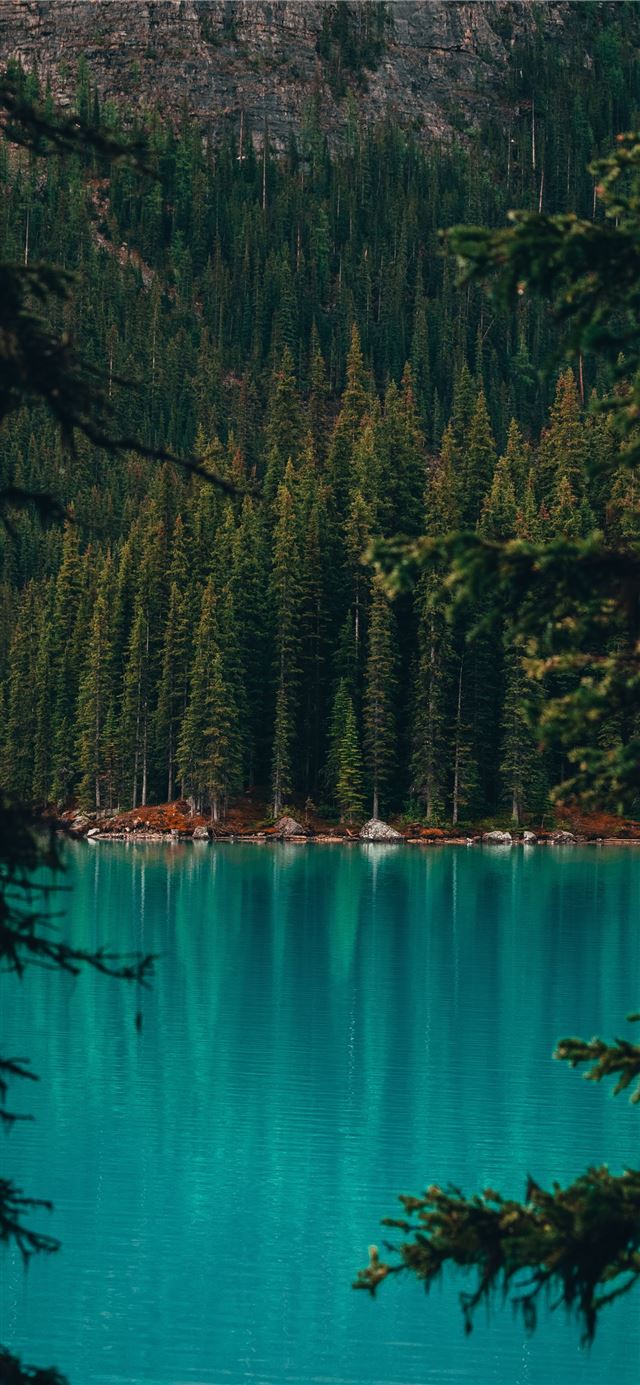 trees near body of water iPhone 11 wallpaper 