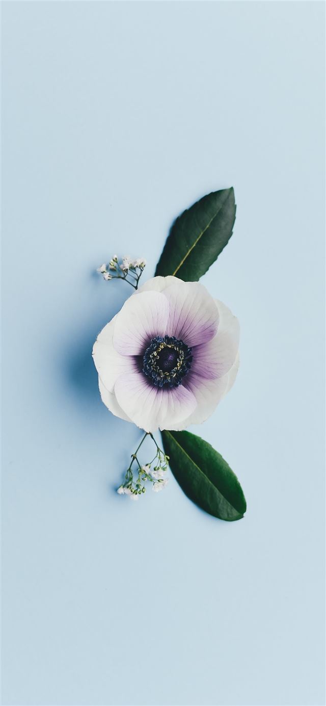 white petaled flower iPhone 11 wallpaper 