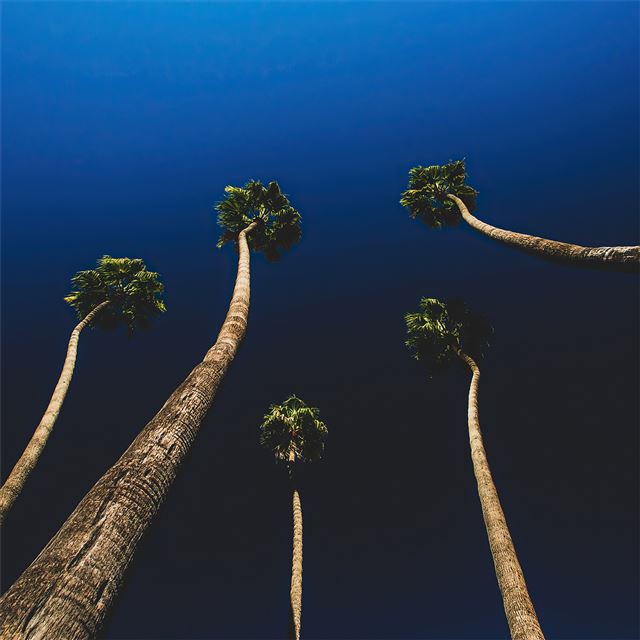 california palm trees iPad Air wallpaper 