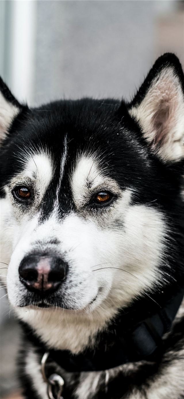 close up photo of black and white Siberian husky d... iPhone 11 wallpaper 