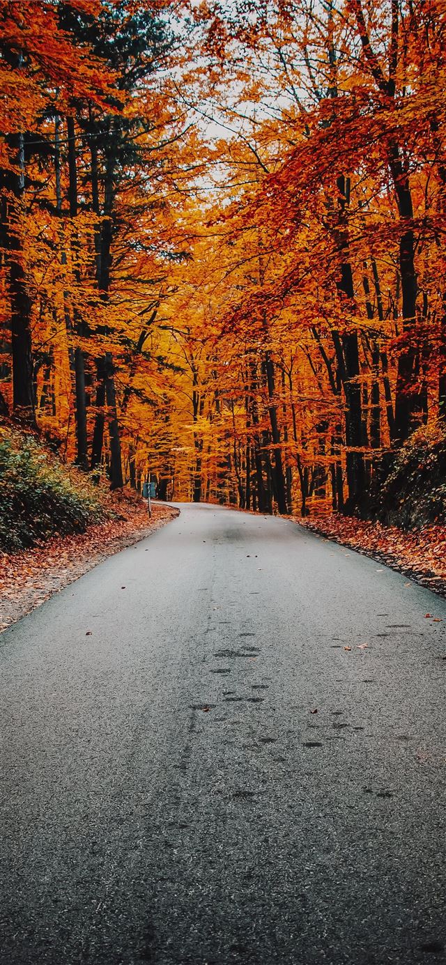 concrete road in forest iPhone 11 wallpaper 