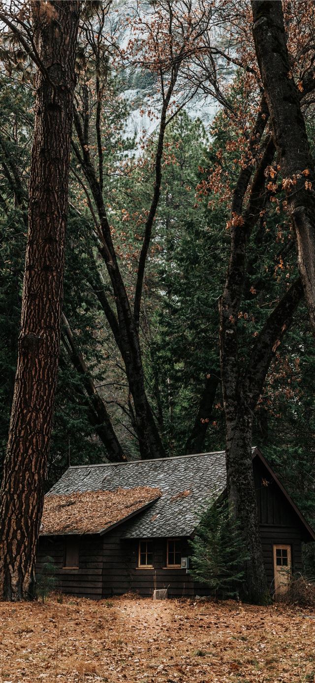 gray wooden house surrounded by trees iPhone 11 wallpaper 