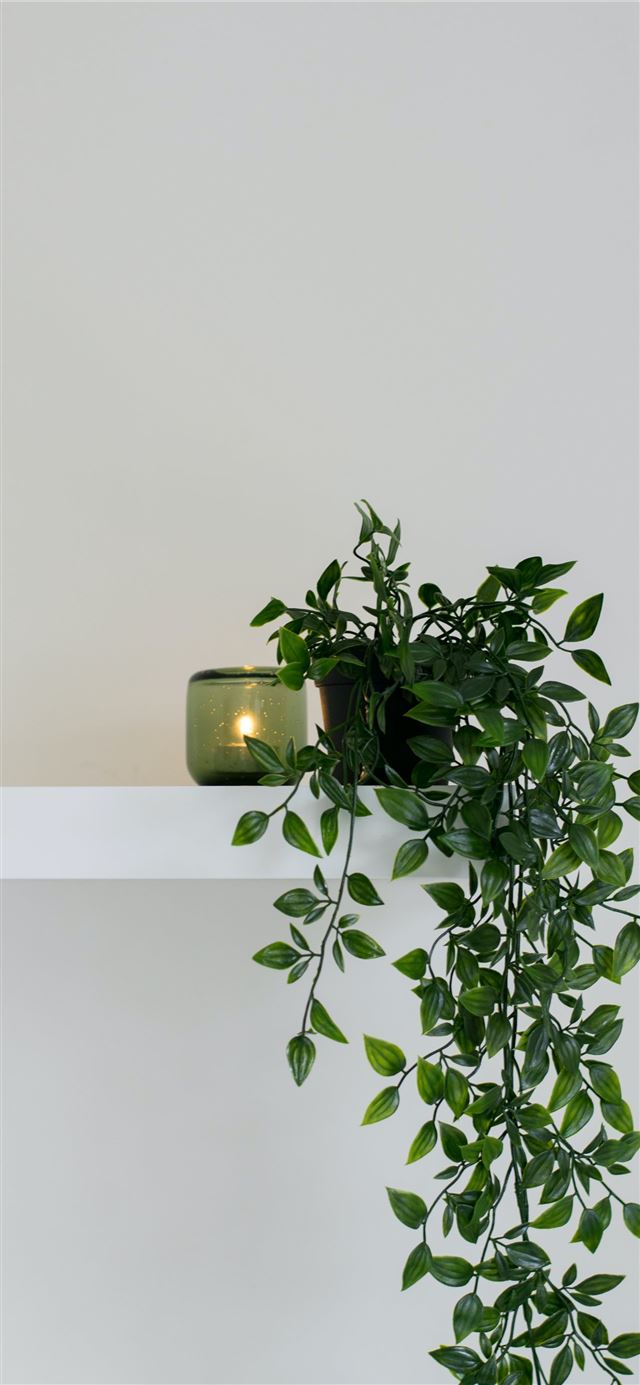 green leafed plant place on floating shelf iPhone 11 wallpaper 