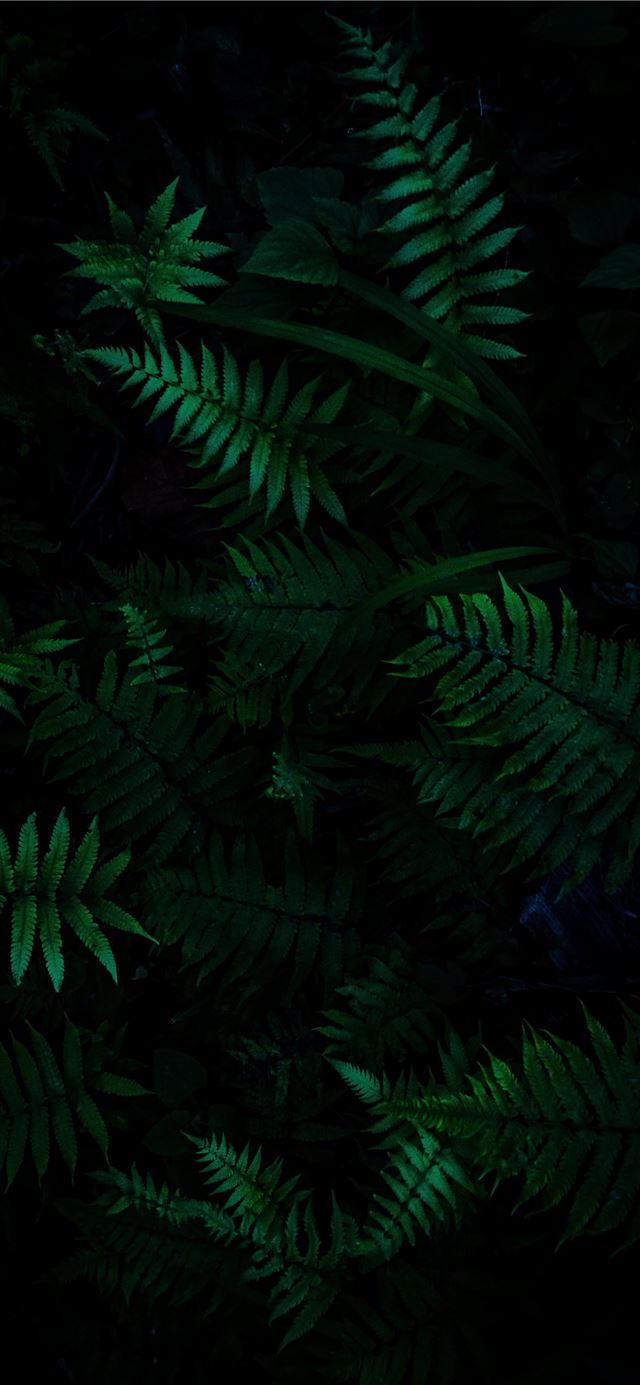 green plants iPhone 11 wallpaper 