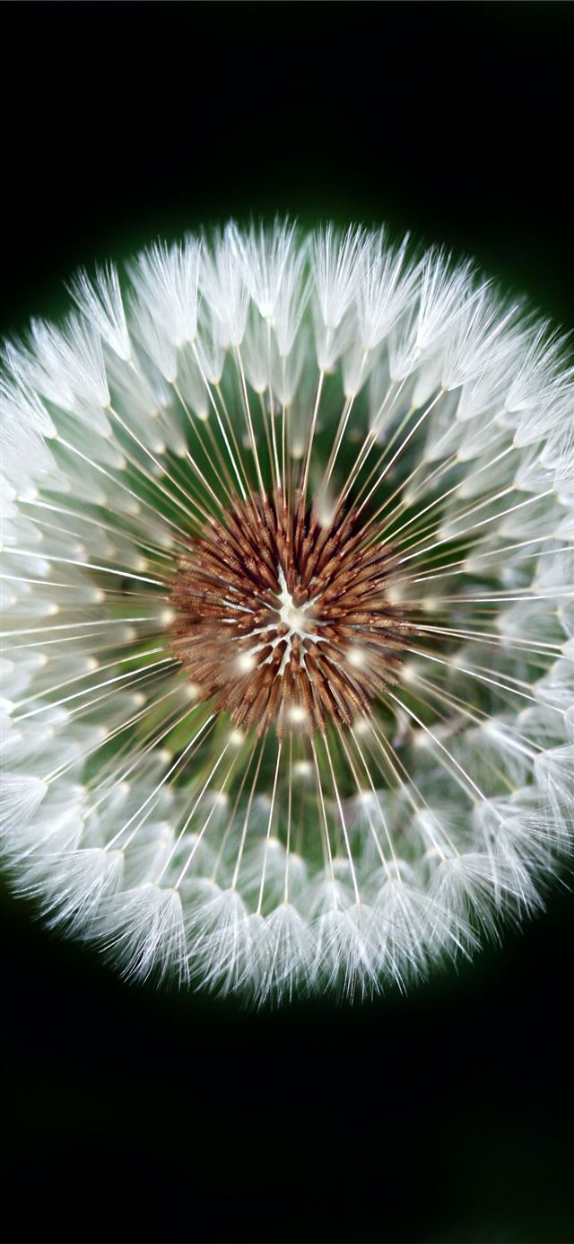 macro photography of dandelion iPhone 11 wallpaper 