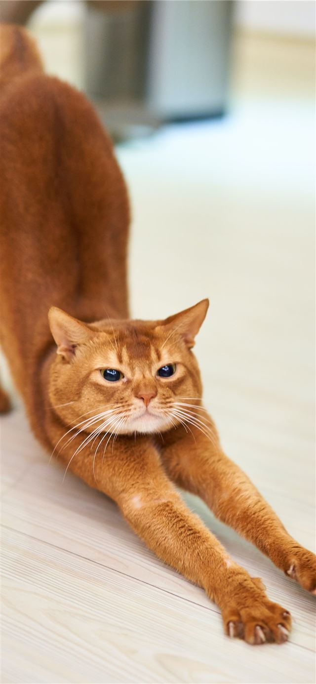 orange cat stretching on white surface iPhone 8 wallpaper 