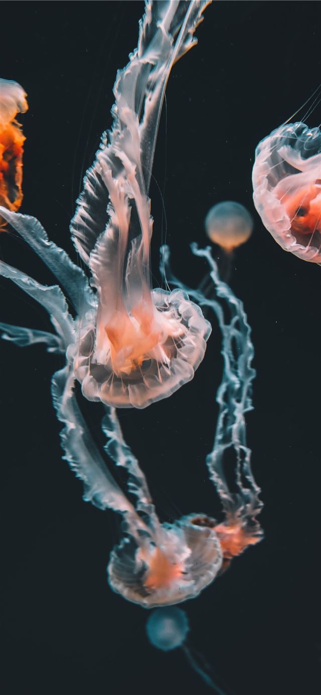 pink jellyfishes underwater iPhone 8 wallpaper 
