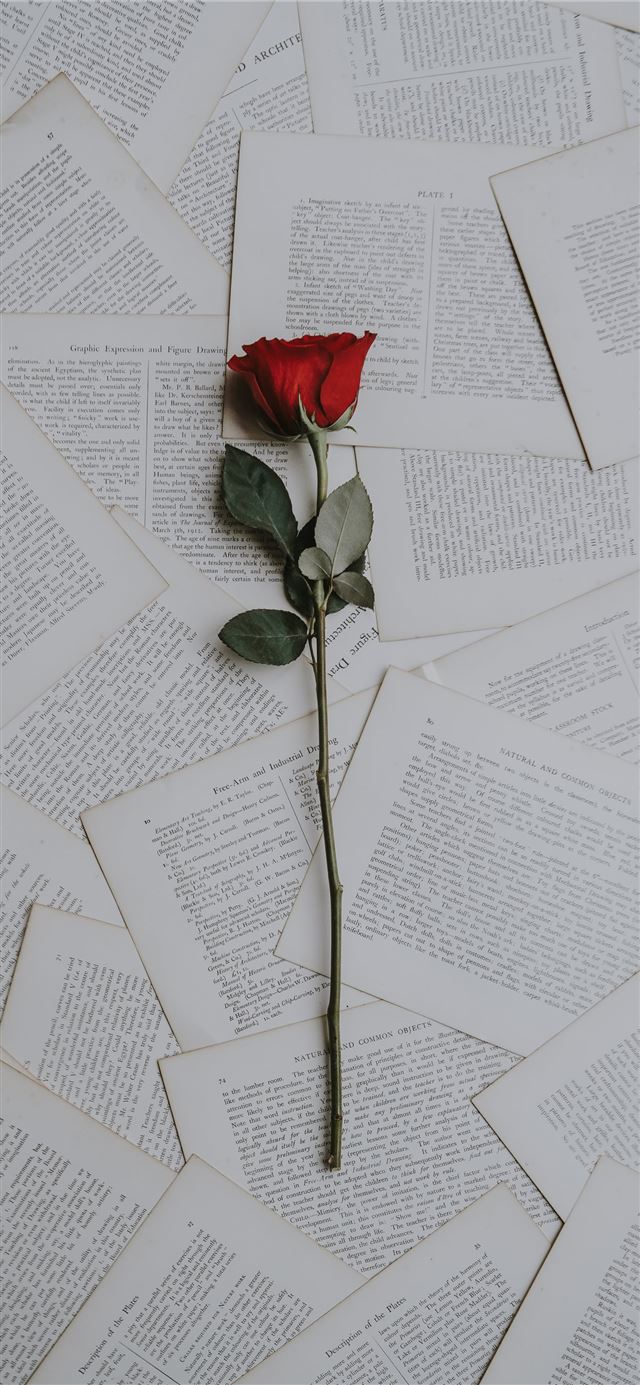 red rose on book sheets iPhone 11 wallpaper 