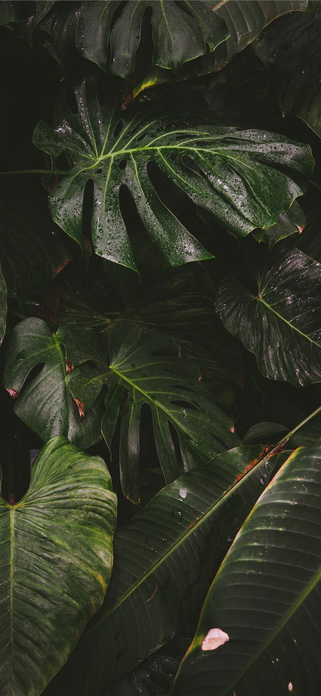 view of green leafed plants iPhone 11 wallpaper 