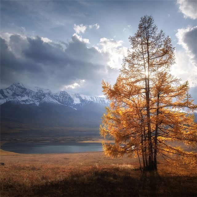autumn tree sunlight mountains clouds 5k iPad Air wallpaper 