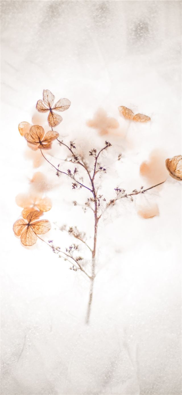 brown floral painting iPhone 11 wallpaper 