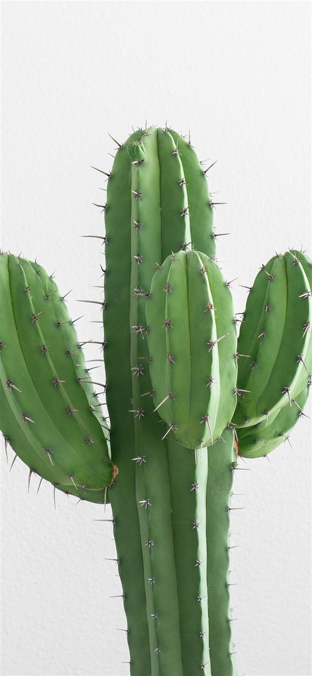 cactus plant iPhone 11 wallpaper 