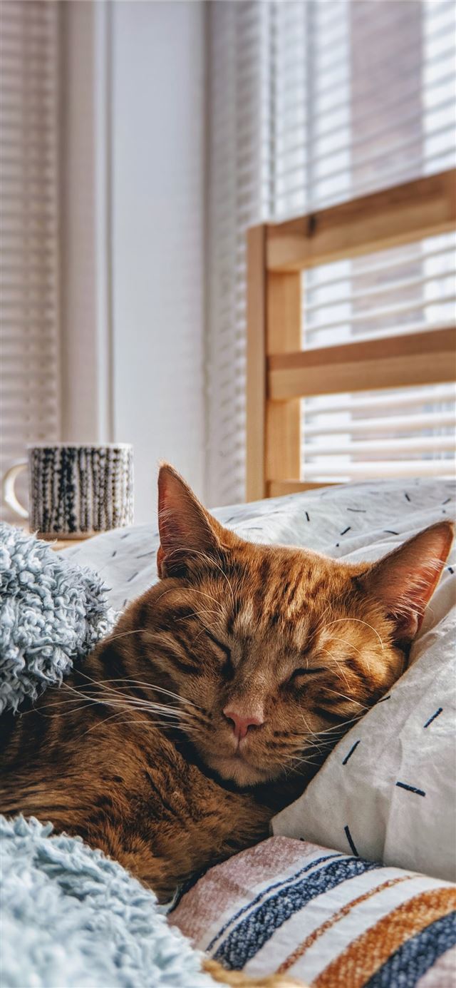 cat sleeping on bed iPhone 11 wallpaper 