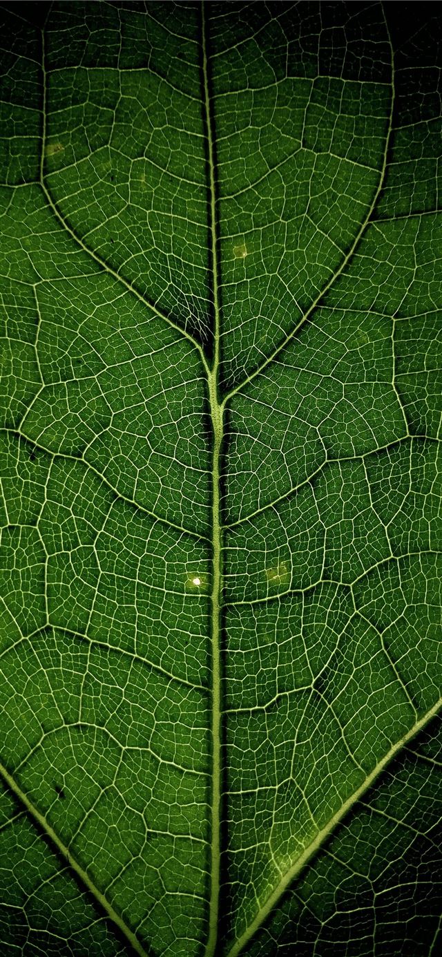 close up photo of leaf iPhone 11 wallpaper 
