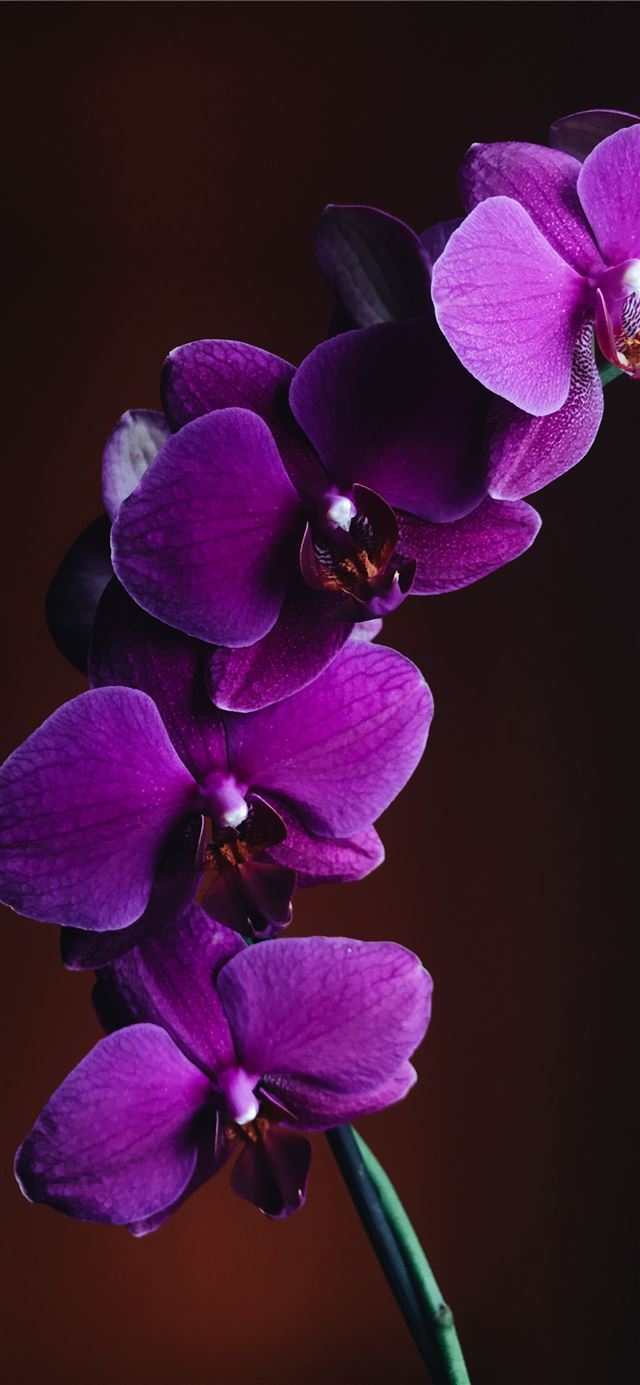 close up photo of purple Orchid flower iPhone 11 wallpaper 