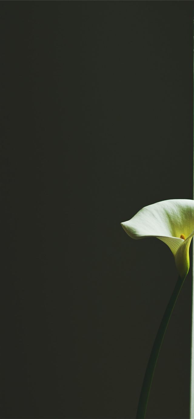 closeup photo of white peace lily near the window iPhone 11 wallpaper 