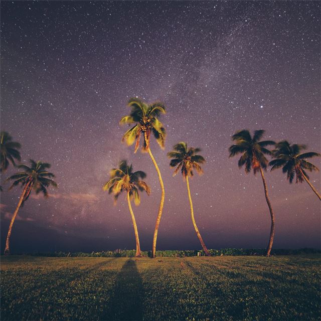 coconut trees under starry sky iPad Pro wallpaper 